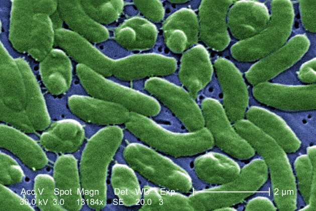 Louisiana Warns Beachgoers Amid Surge in Flesh-Eating Bacteria Infections
