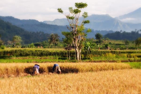 Fähre zwischen Bali und Lombok gerät in Brand