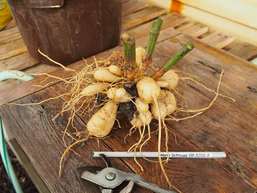 Drie Verloren Tubers Gered Langs Michigan's Muskegon River