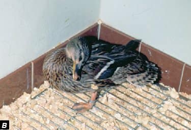 Les Açores interdisent la chasse au pigeon des rochers en raison de la maladie de Newcastle
