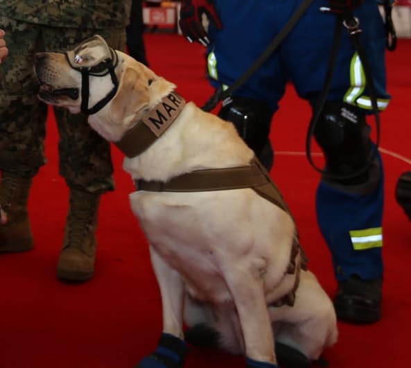Mexiko erläutert Colombias Ablehnung militärischer Rettungskräfte nach Erdbeben