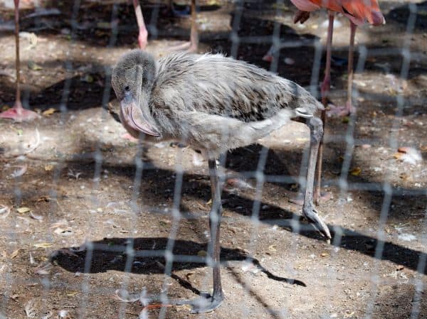 Flamingokuikens Beau und Bliss geboren im Zoo von Antwerpen