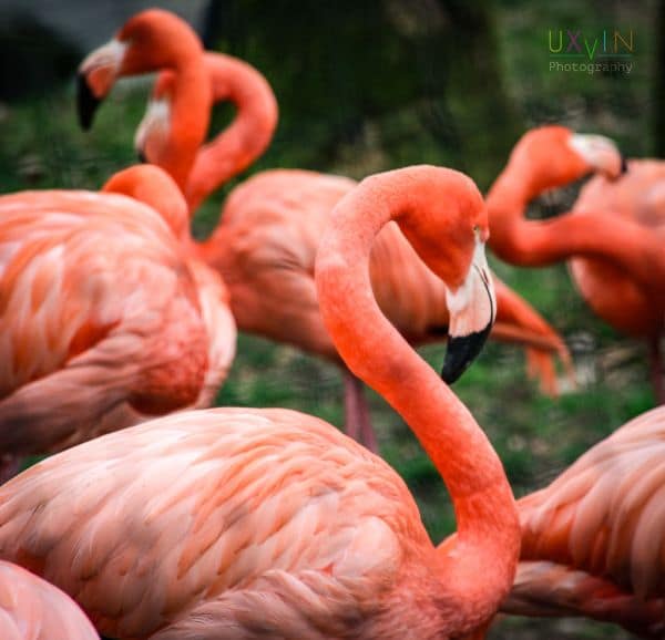 Flamingokuikens Beau und Bliss geboren im Zoo von Antwerpen