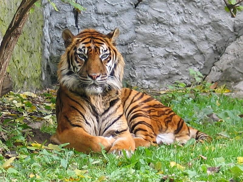 Tigerin auf Sumatra umgesiedelt: Behörden reagieren auf Konflikte mit Menschen