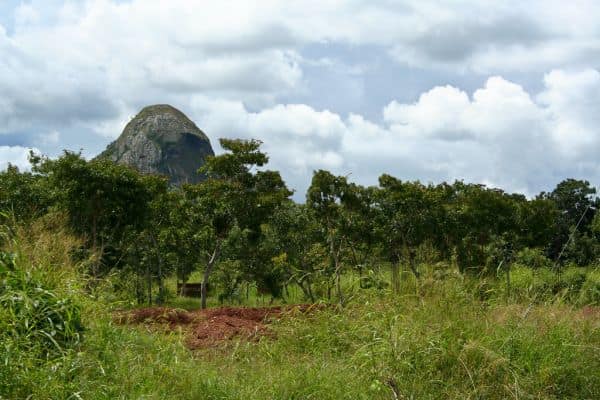 Lionnes Indomptables werden nach dem afrikanischen Titel in Yaoundé gefeiert