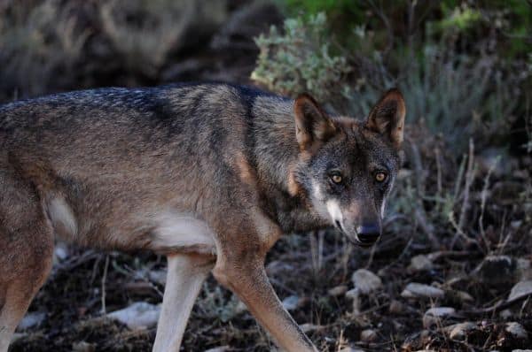 Government alters compensation regime for Iberian wolf attacks