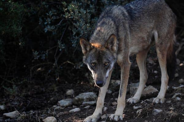 Government alters compensation regime for Iberian wolf attacks