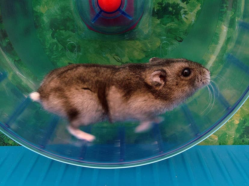 Hamster läuft 70 Kilometer pro Woche dank Strava-Verknüpfung