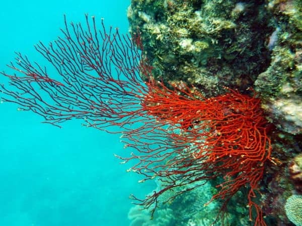 I coralli della Grande Barriera Corallina mostrano i primi segni di recupero