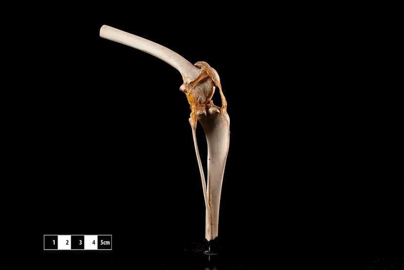 Restituzione della rotula dell'abate 70 anni dopo essere stata prelevata da una tomba del 13° secolo