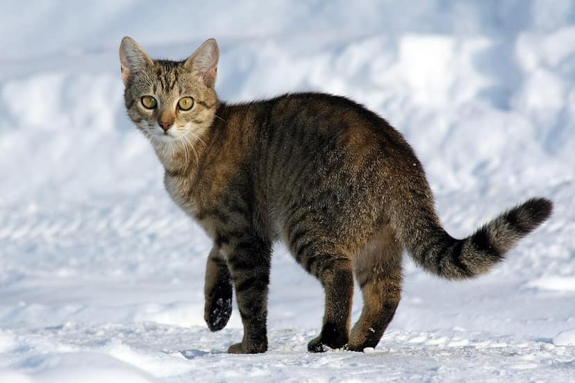 Polónia alerta para grande felino solto perto de Varsóvia