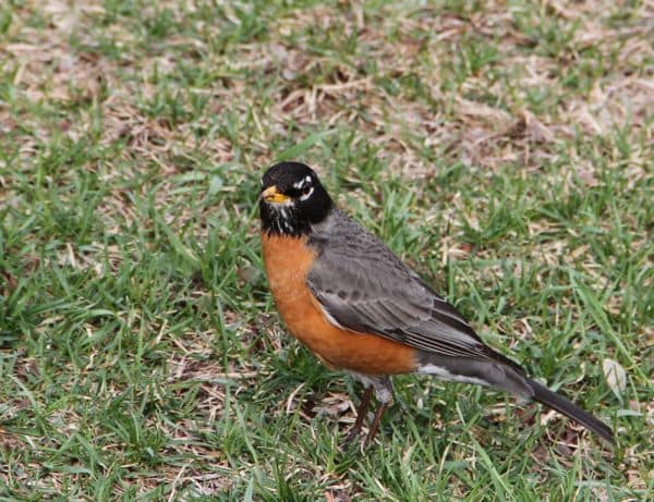 Australia to Vaccinate Vulnerable Native Birds Against H5 Bird Flu