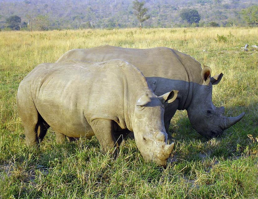 Il Sudafrica reagisce alle violenze xenofobe